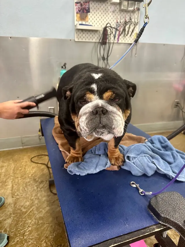 Bath & Biscuits — photo from the business 2