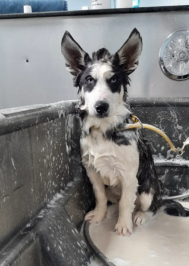 Bath & Biscuits — photo from the business 10