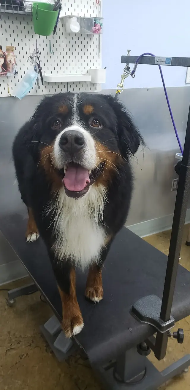 Bath & Biscuits — customer photo 4