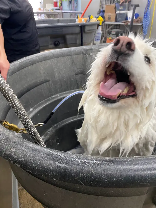 Bath & Biscuits — photo from the business 6