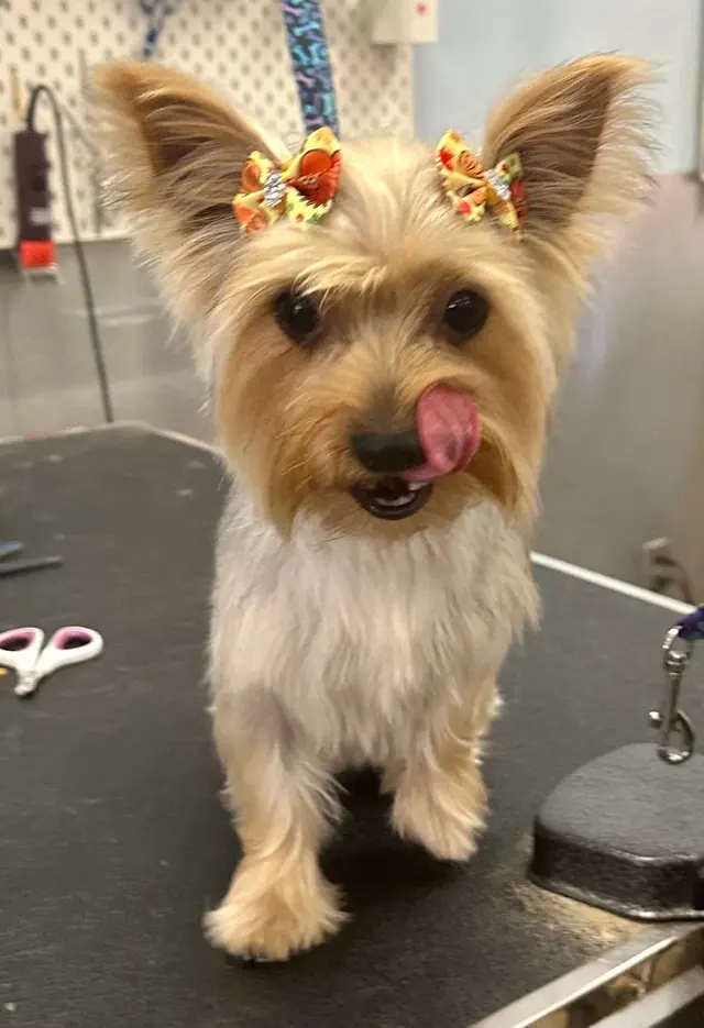Bath & Biscuits — photo from the business 11