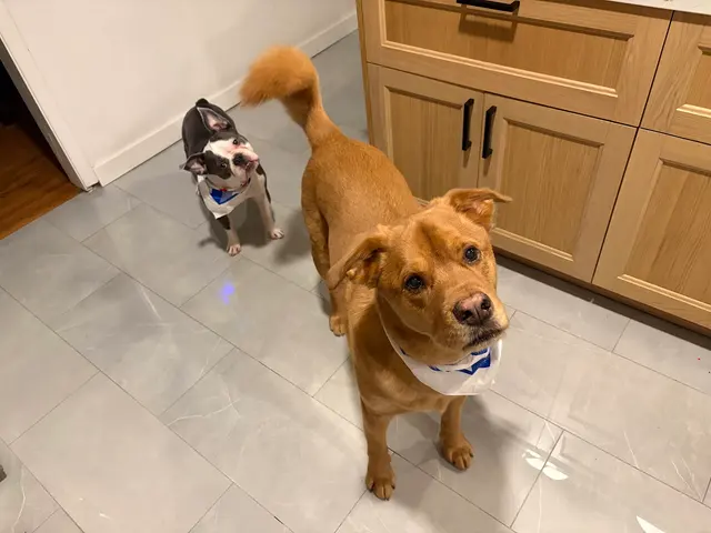 Dat Pooch Mobile Dog Grooming — customer photo 5