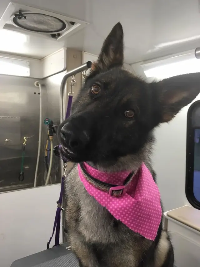 Dat Pooch Mobile Dog Grooming — photo from the business 7