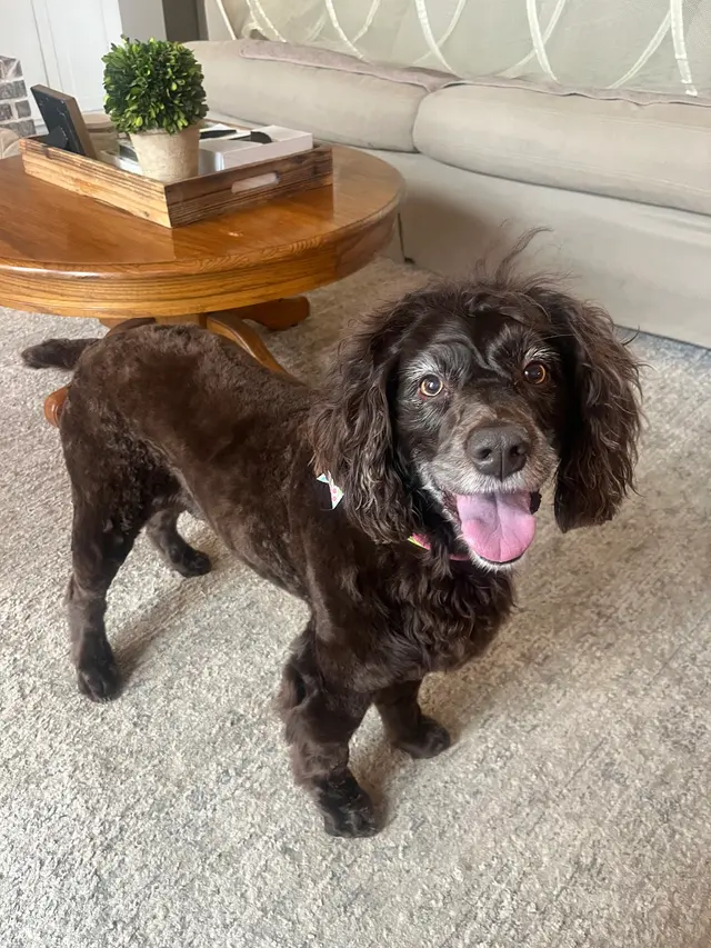 Dat Pooch Mobile Dog Grooming — customer photo 3