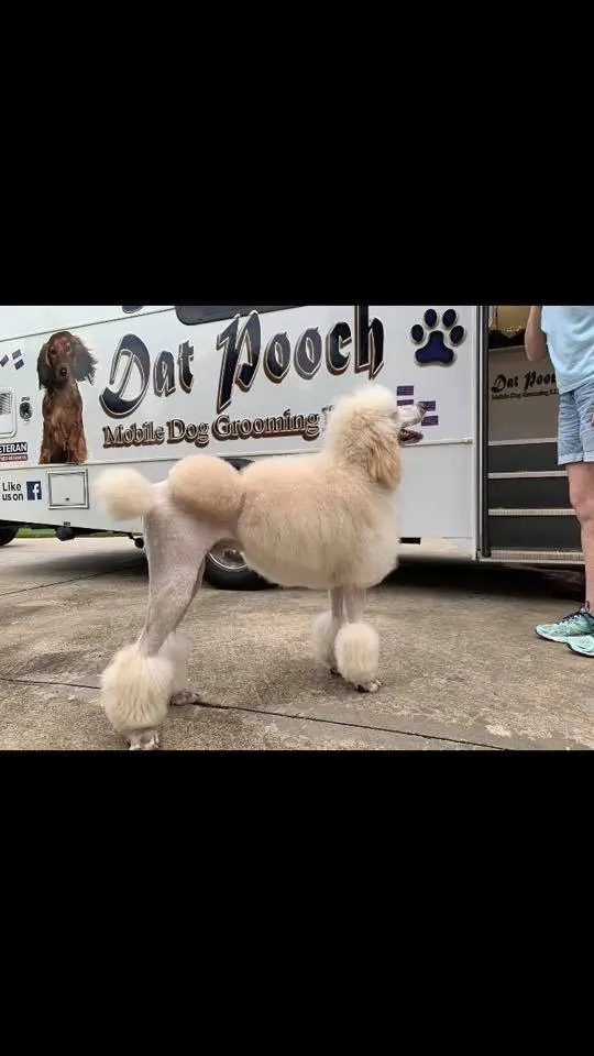 Dat Pooch Mobile Dog Grooming — photo from the business 12