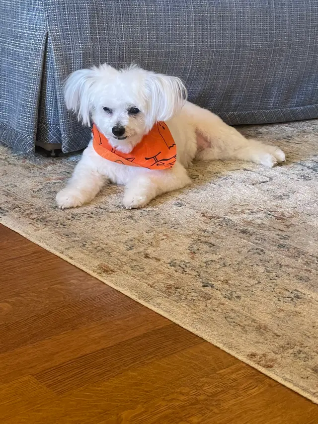 Dat Pooch Mobile Dog Grooming — customer photo 1