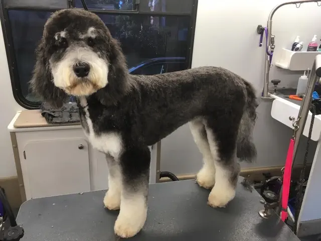 Dat Pooch Mobile Dog Grooming — photo from the business 11
