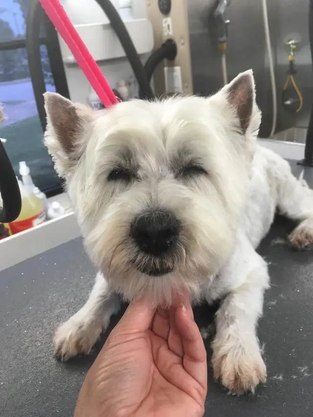 Dat Pooch Mobile Dog Grooming — photo from the business 6