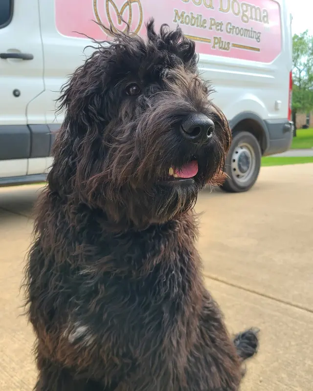 Good Dogma Mobile Pet Grooming — photo from the business 5