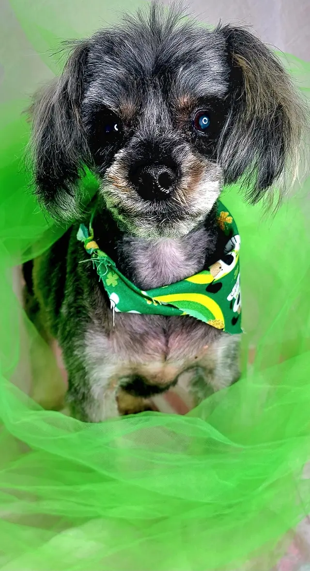 Good Dogma Mobile Pet Grooming — customer photo 3