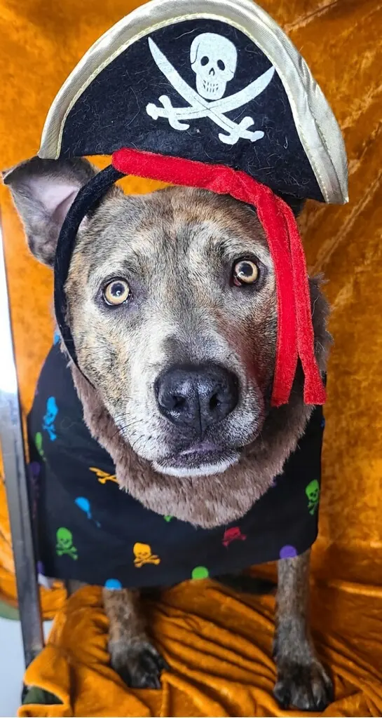 Customer photo of work by Good Dogma Mobile Pet Grooming, from Elizabeth Fiser's review