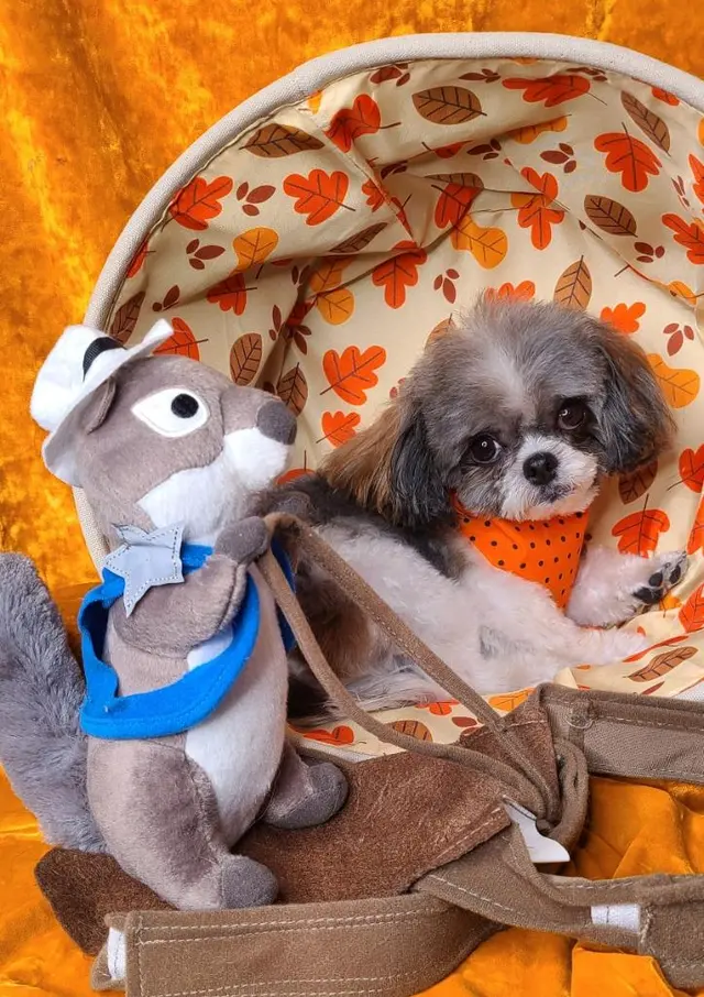 Good Dogma Mobile Pet Grooming — customer photo 10