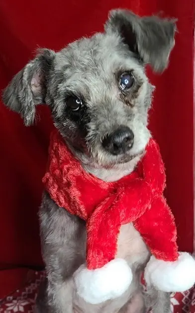 Good Dogma Mobile Pet Grooming — customer photo 9