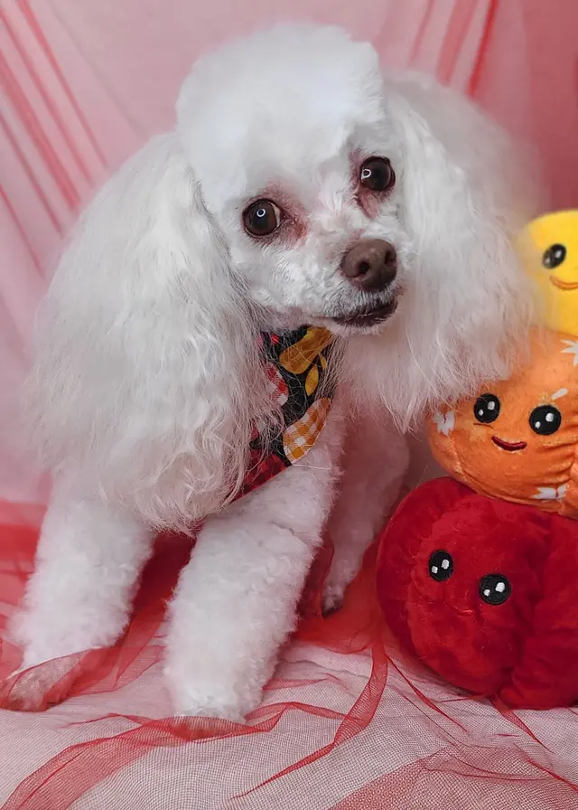 Good Dogma Mobile Pet Grooming — customer photo 12