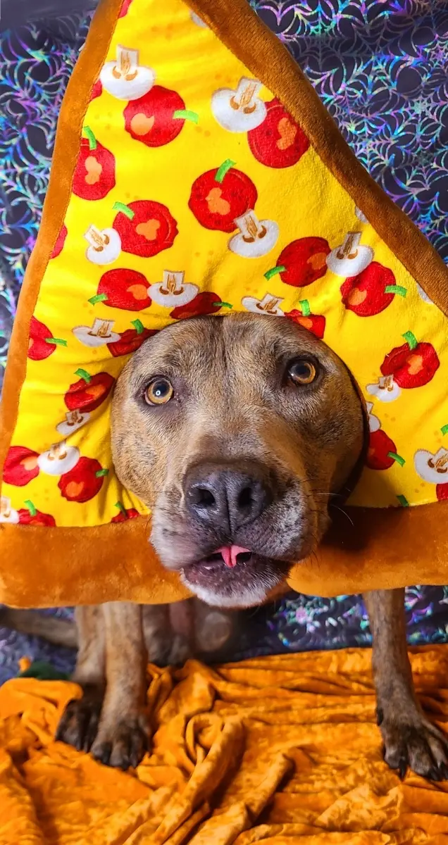 Customer photo of work by Good Dogma Mobile Pet Grooming, from Elizabeth Fiser's review
