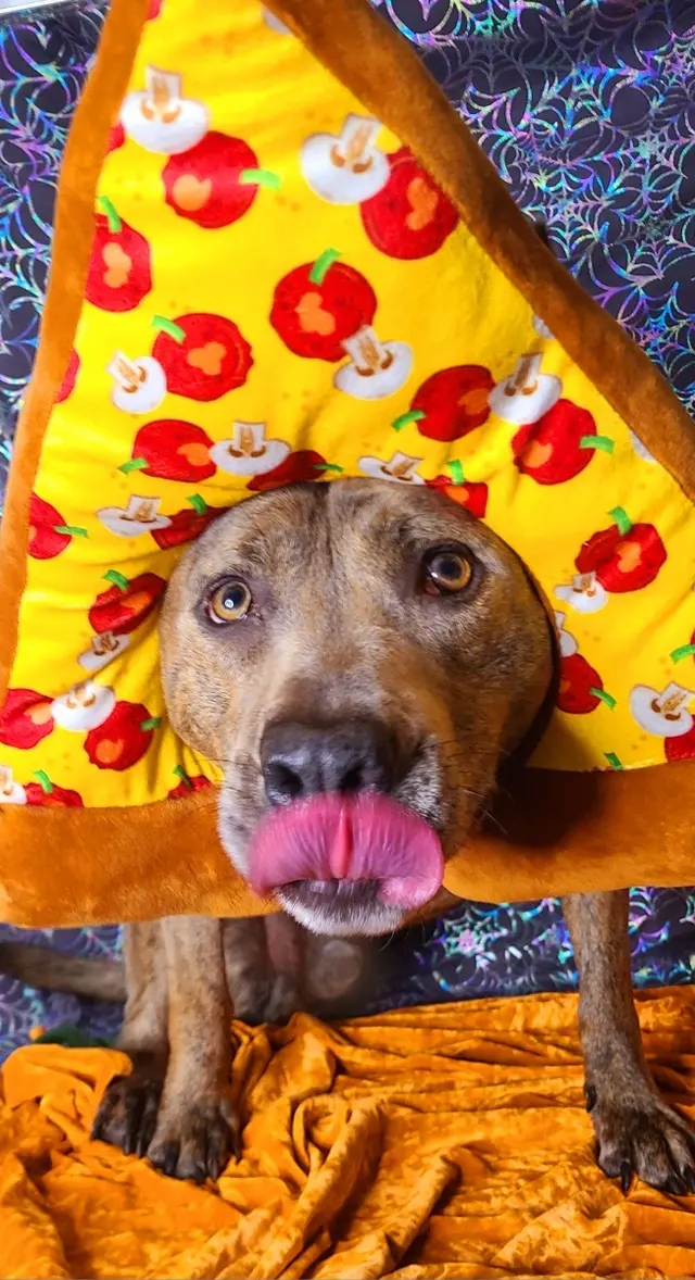Customer photo of work by Good Dogma Mobile Pet Grooming, from Elizabeth Fiser's review