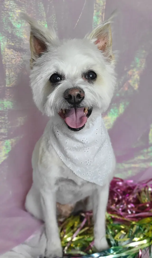 Good Dogma Mobile Pet Grooming — customer photo 8