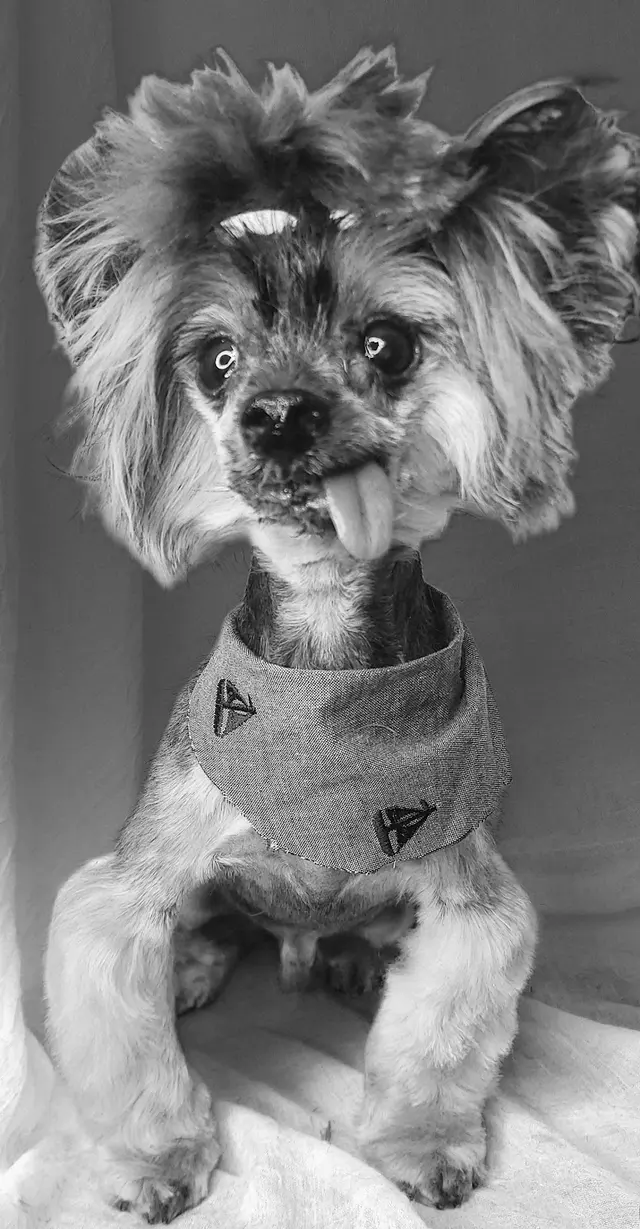 Good Dogma Mobile Pet Grooming — customer photo 7
