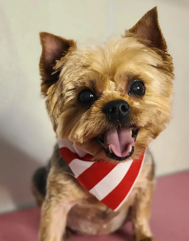 Good Dogma Mobile Pet Grooming — customer photo 2