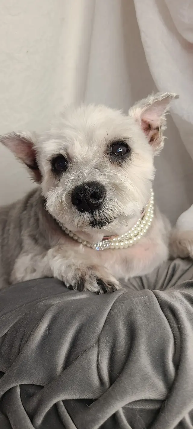 Good Dogma Mobile Pet Grooming — photo from the business 6
