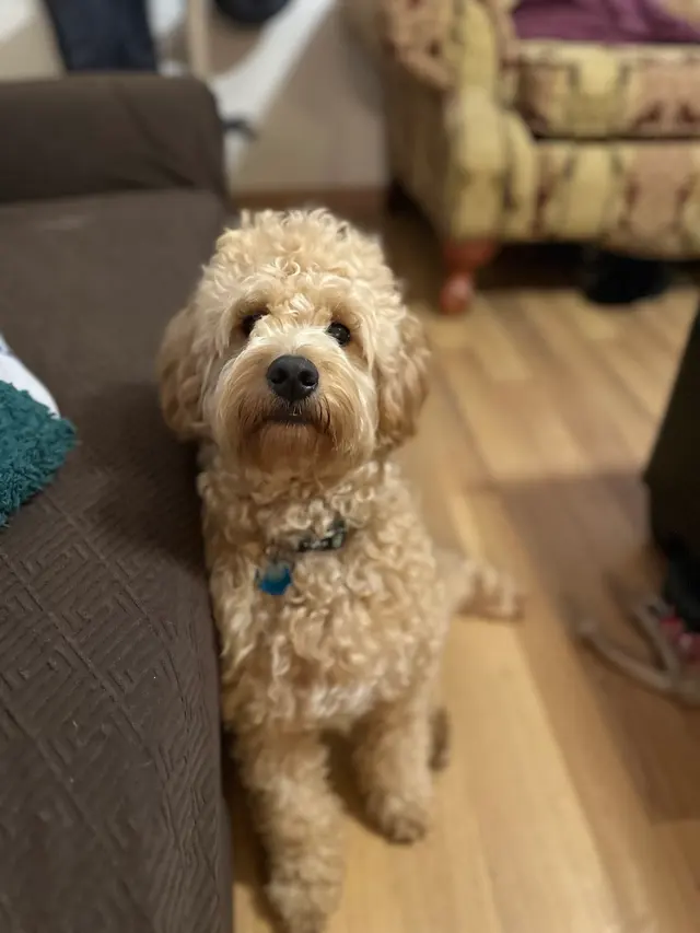 Good Dogma Mobile Pet Grooming — customer photo 1