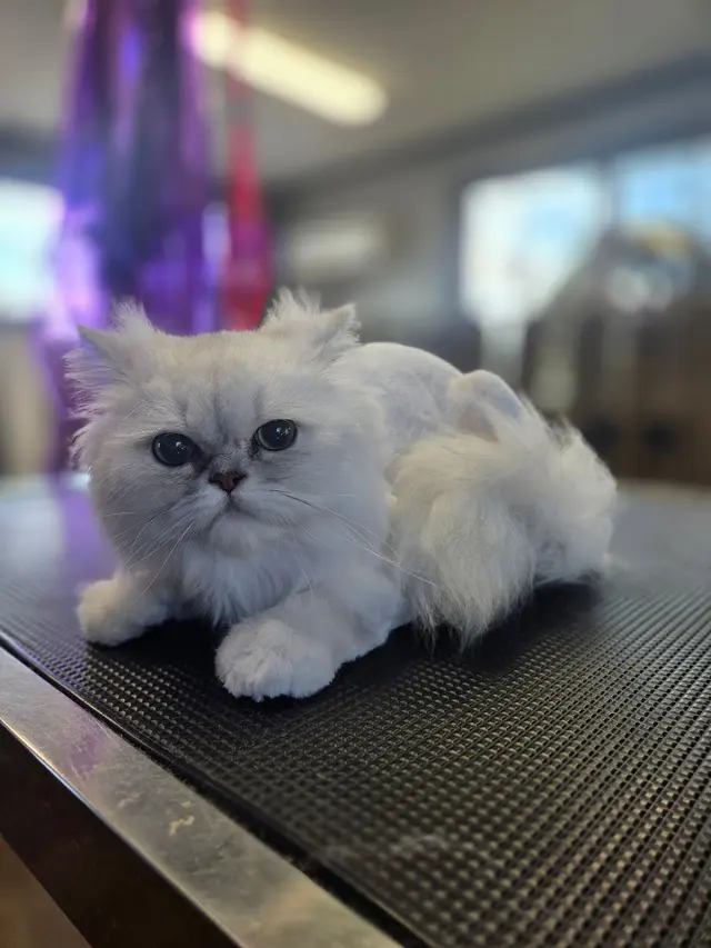 The Paw Spa of Vilonia — photo from the business 7