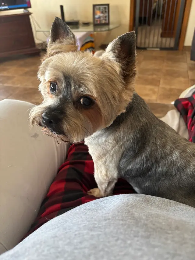 The Paw Spa of Vilonia — customer photo 12