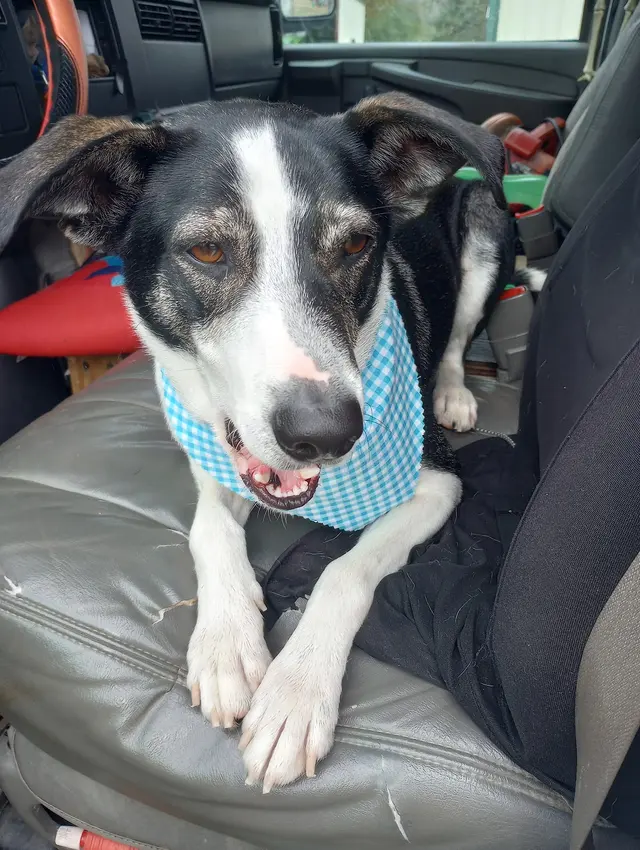 The Paw Spa of Vilonia — customer photo 8