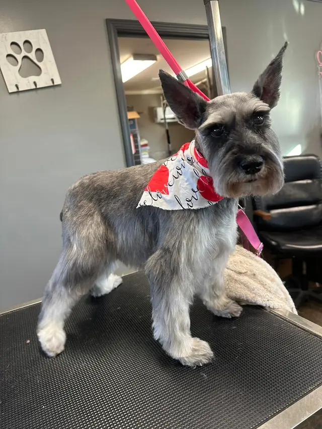 The Paw Spa of Vilonia — photo from the business 5