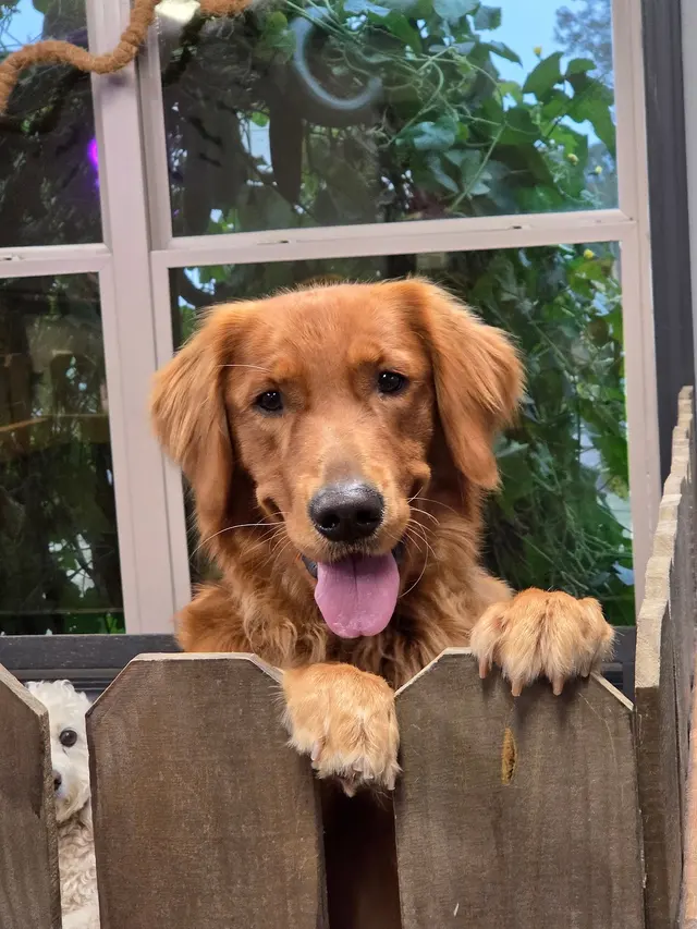 The Paw Spa of Vilonia — photo from the business 6