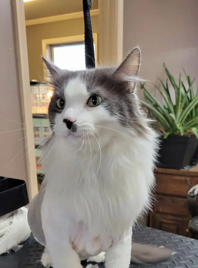 The Paw Spa of Vilonia — photo from the business 10