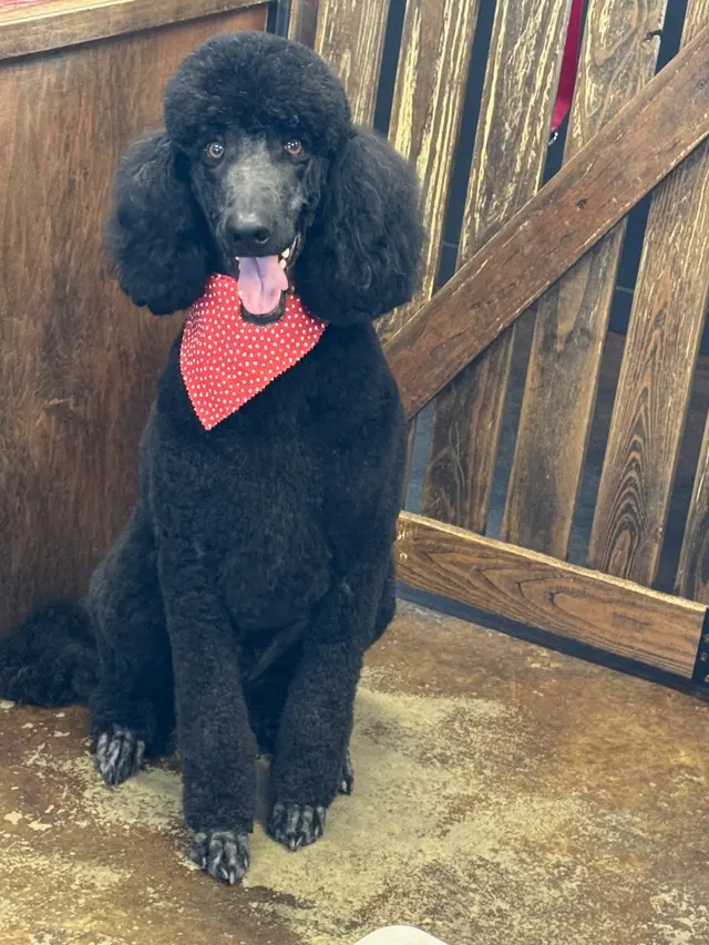 The Paw Spa of Vilonia — photo from the business 3