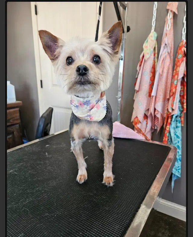 The Paw Spa of Vilonia — customer photo 4