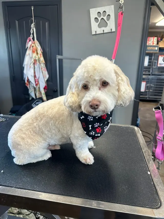 The Paw Spa of Vilonia — photo from the business 2