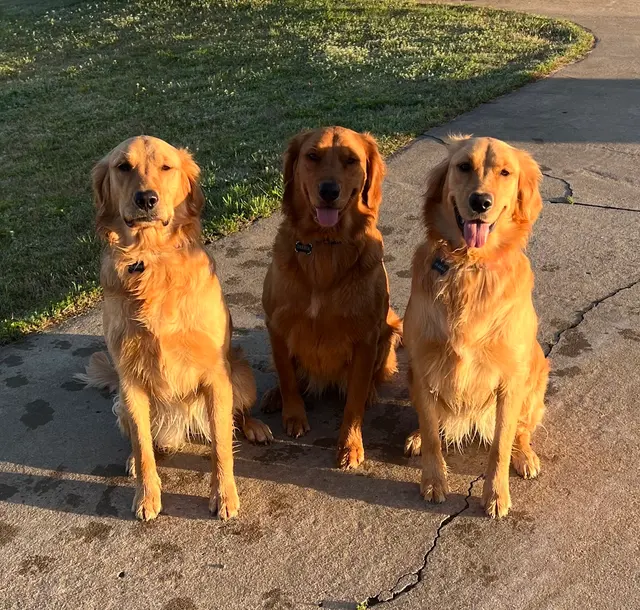 The Paw Spa of Vilonia — customer photo 9