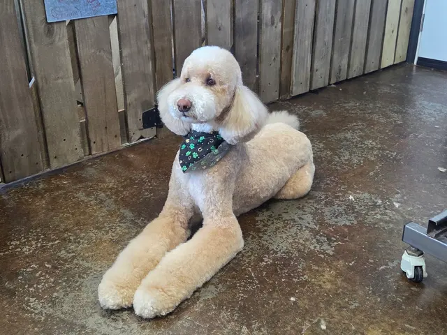 The Paw Spa of Vilonia — photo from the business 1
