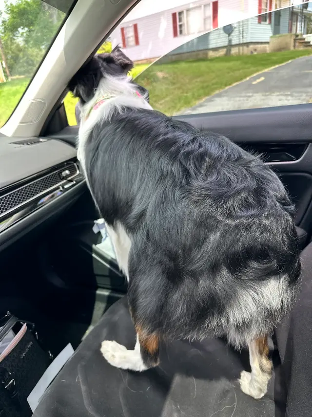 All Fur Beauty LLC — customer photo 12