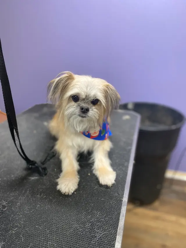 All Fur Beauty LLC — customer photo 6