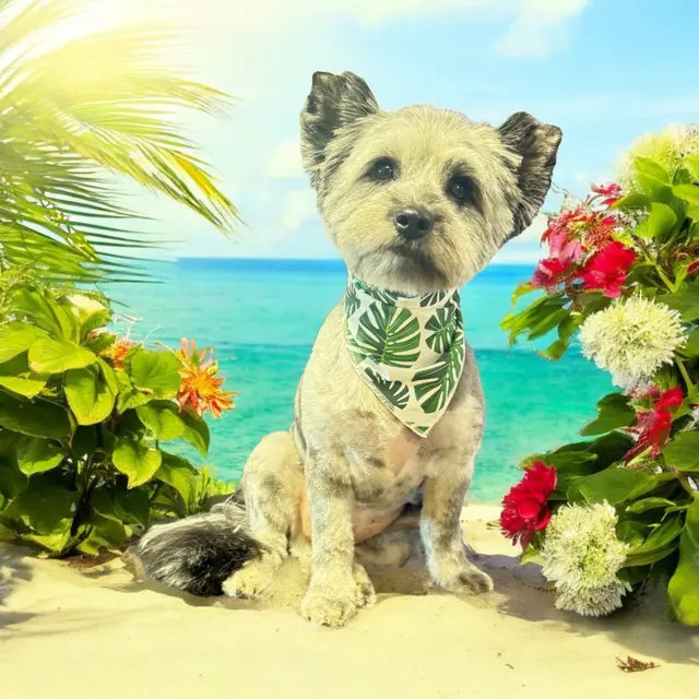 All Fur Beauty LLC — customer photo 2