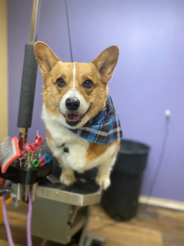 All Fur Beauty LLC — customer photo 5