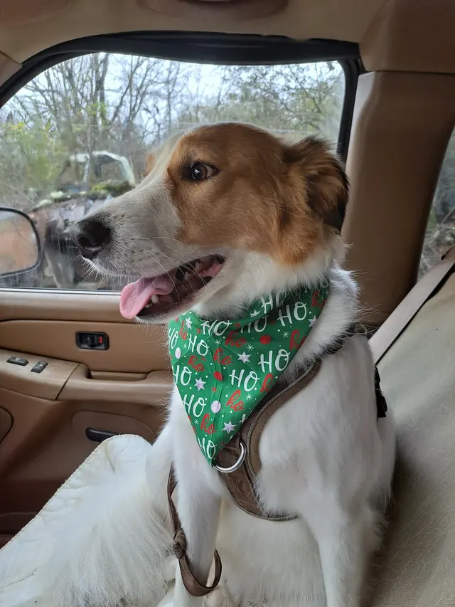 All Fur Beauty LLC — customer photo 9