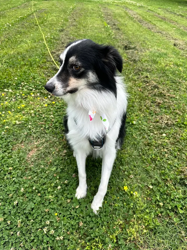 All Fur Beauty LLC — customer photo 10
