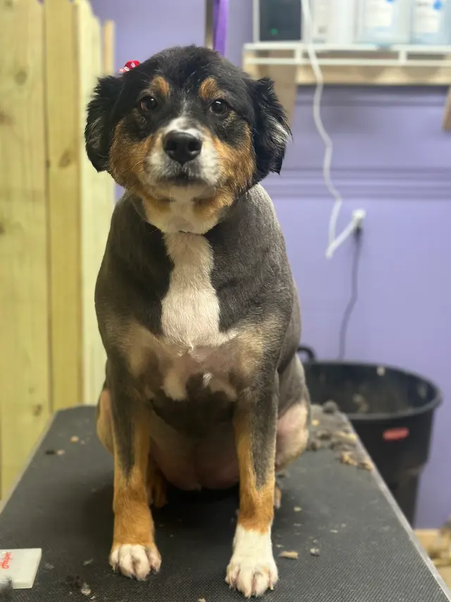 All Fur Beauty LLC — customer photo 7