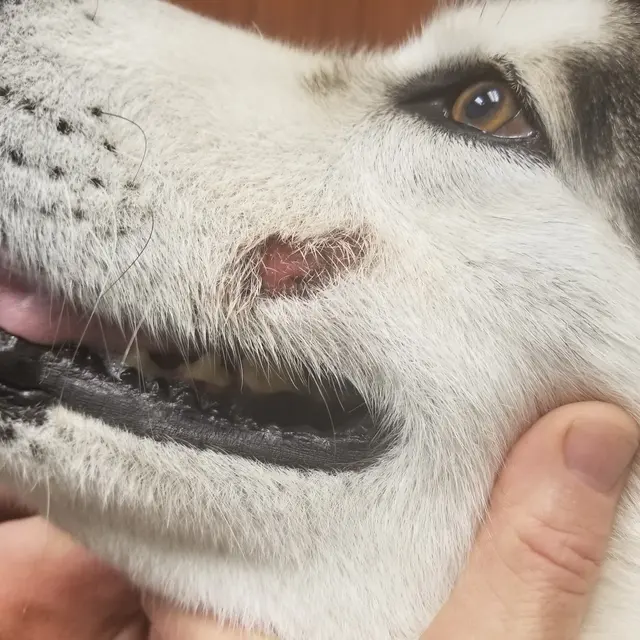 Newton Animal Hospital — customer photo 7