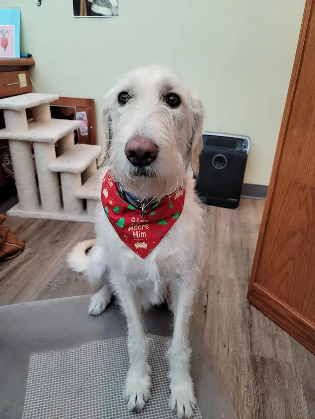 Newton Animal Hospital — photo from the business 5