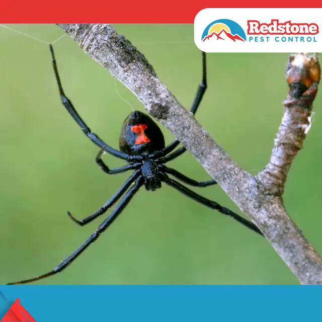 Redstone Pest Control — photo from the business 4