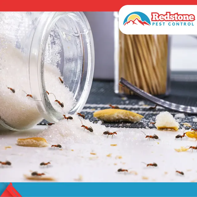 Redstone Pest Control — photo from the business 6