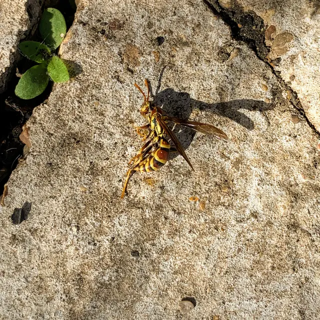 Preferred Pest Management — photo from the business 10