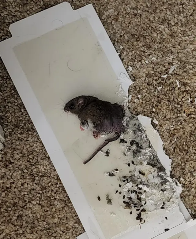 Orkin — customer photo 11