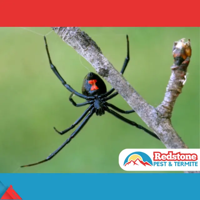Redstone Pest & Termite Control — photo from the business 5